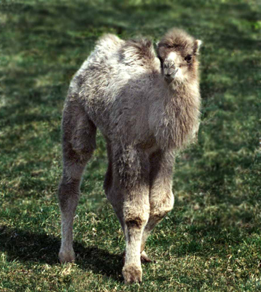 Baby Bactarian Camel